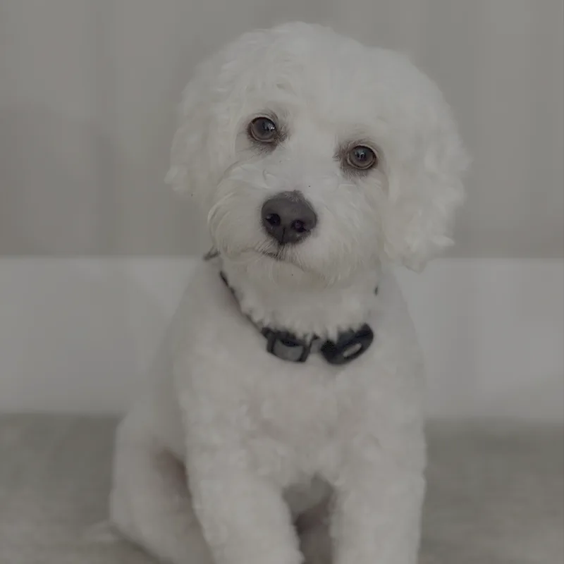 Luca, honorary security team member at Spire Dental Care Langley